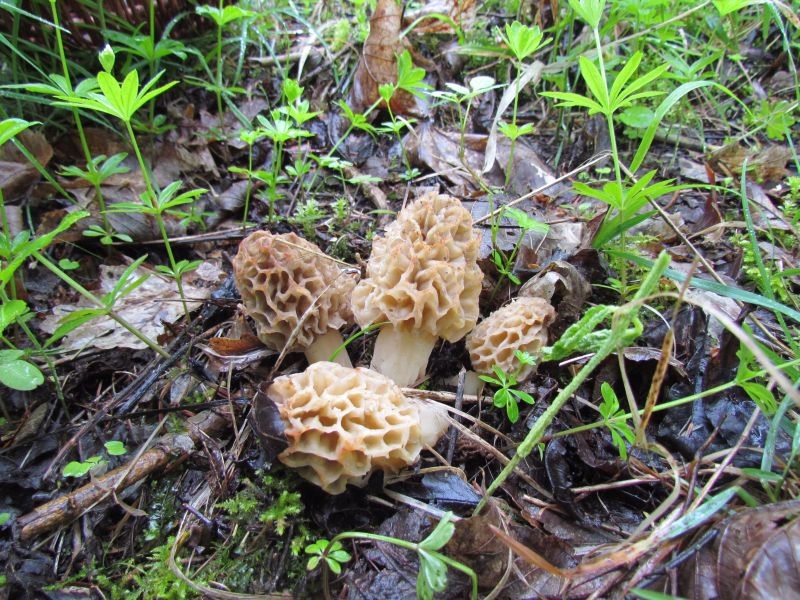 Morchella esculenta